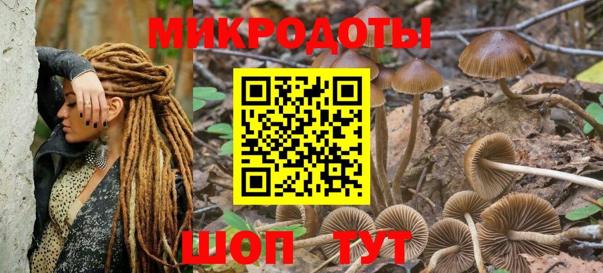 Галлюциногенные грибы Psilocybe Павловский Посад